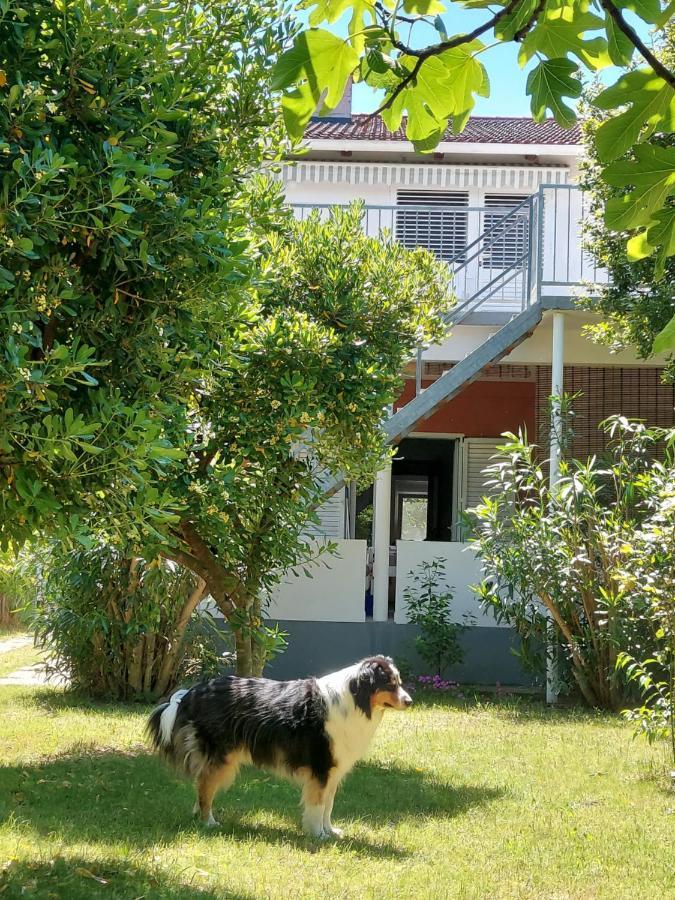 .....Und Der Hund Darf Mit Appartement Privlaka  Buitenkant foto
